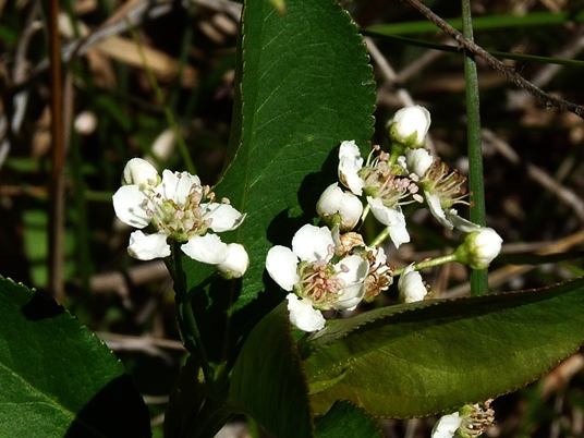 {Aronia arbutifolia}